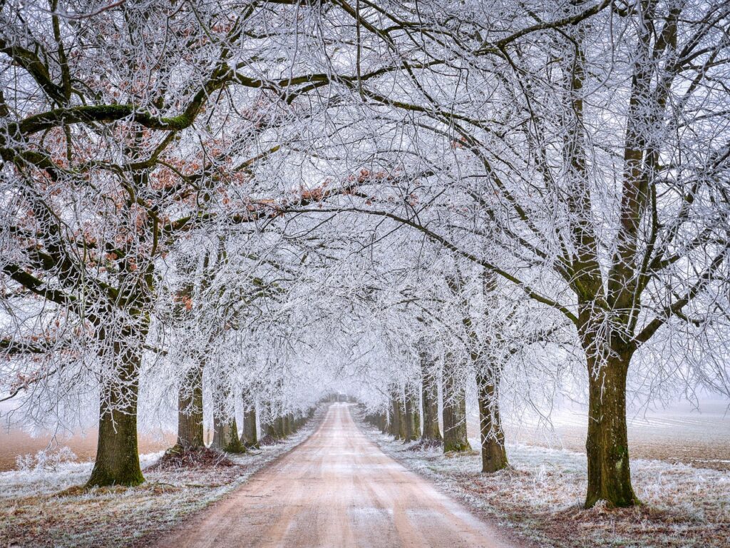 road, trees, winter, frost, snow, path, branches, cold, hoarfrost, nature, landscape, road, winter, winter, winter, winter, winter, snow, snow-6935773.jpg